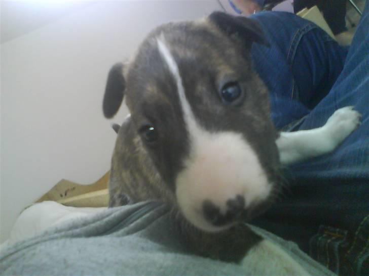 Bullterrier Lilli - første gang jeg så Lilli billede 14