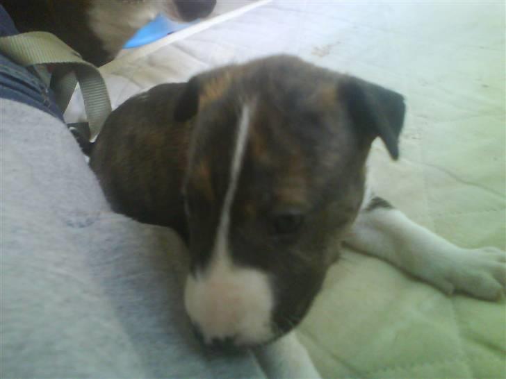 Bullterrier Lilli billede 15