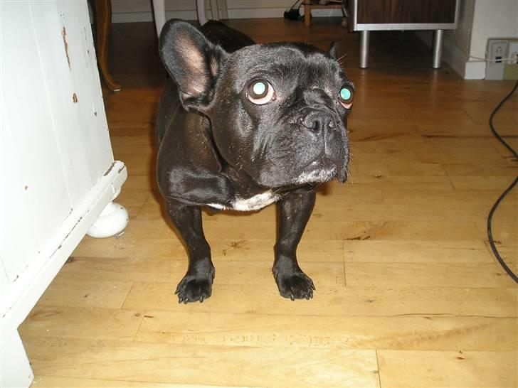 Fransk bulldog Chilli  - Åh er du ikk snart færdig med det foto pjat billede 4