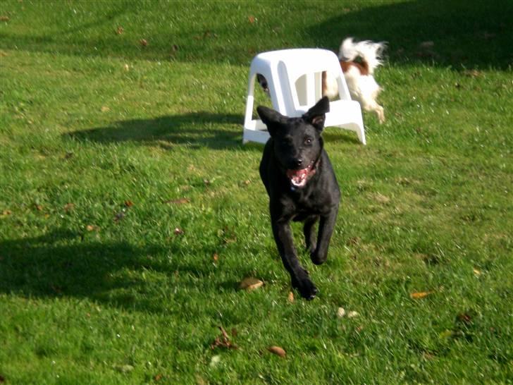 Blanding af racer Czazy - hmmm.....!!! billede 2