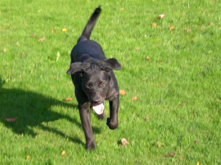 Blanding af racer Czazy - tja.... billede 3