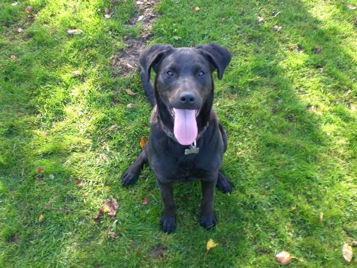 Blanding af racer Czazy - Czazy billede 4