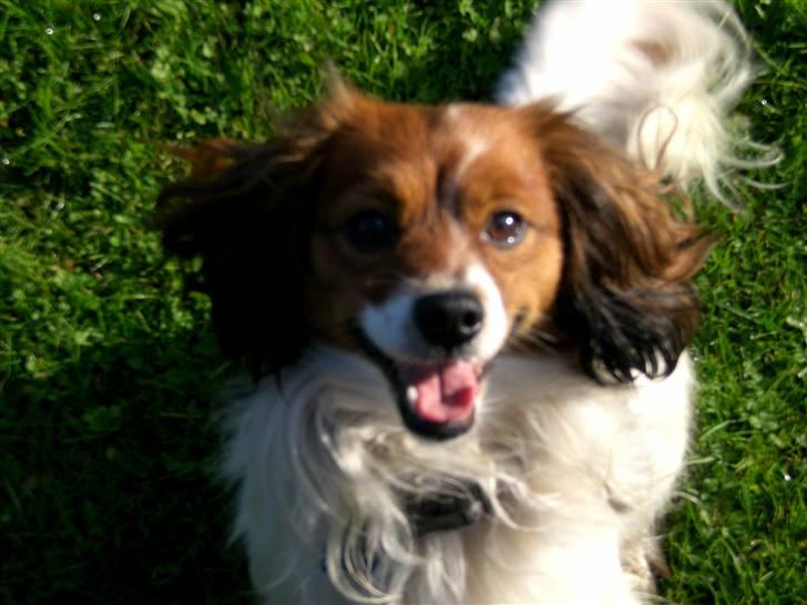 Blanding af racer Buddy Love - Mors dreng billede 5