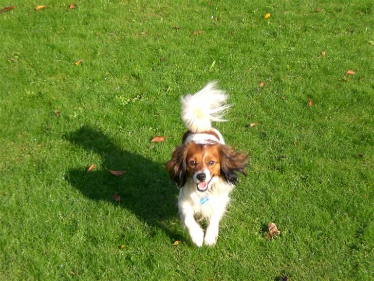 Blanding af racer Buddy Love - Mors dreng billede 6