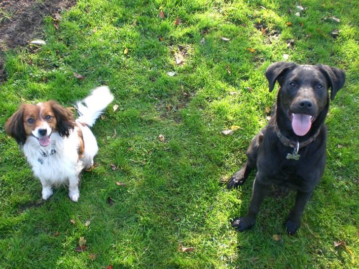 Blanding af racer Buddy Love - Buddy og Czazy billede 7