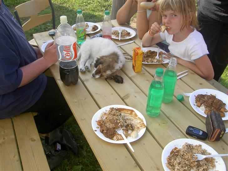 Blanding af racer Buddy Love - Han tigger ihvertfald ikke! billede 9