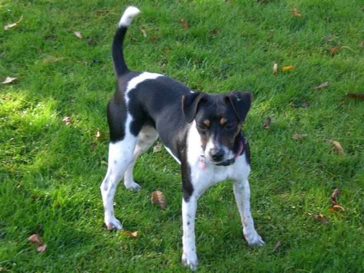 Dansk svensk gaardhund Sille **SOLGT** - Smukke Sille billede 1