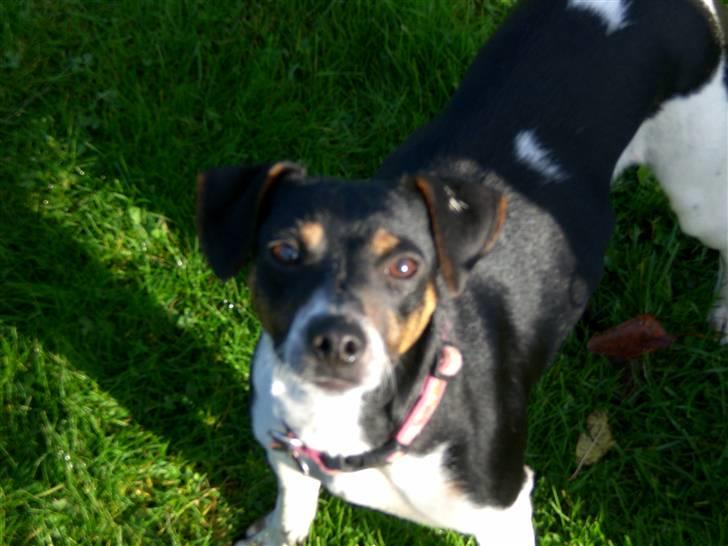 Dansk svensk gaardhund Sille **SOLGT** - Smukke Sille billede 2