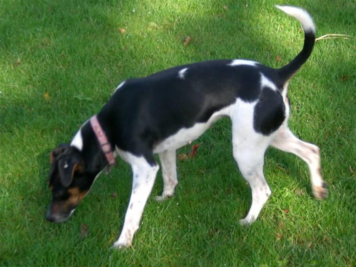 Dansk svensk gaardhund Sille **SOLGT** - Smukke Sille billede 3