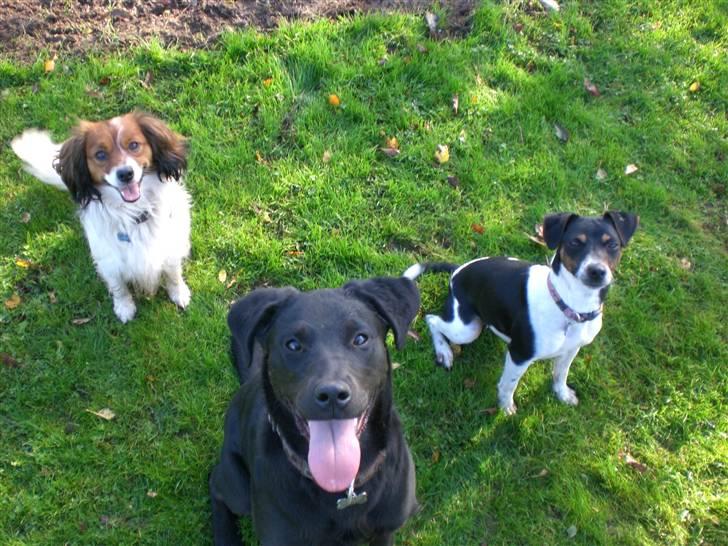 Dansk svensk gaardhund Sille **SOLGT** - Alle mine skønne vapser billede 4
