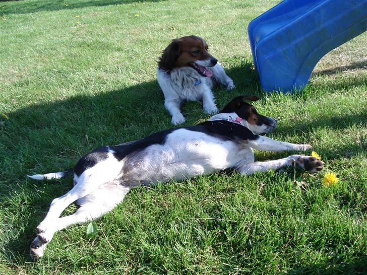 Dansk svensk gaardhund Sille **SOLGT** - Sille og Buddy billede 5