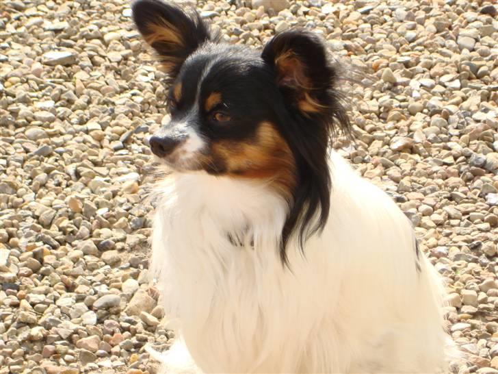 Papillon Rex - nyder det gode vejr billede 6