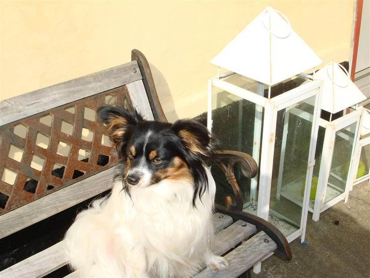 Papillon Rex - dejligt med et lille hvil på bænken billede 7