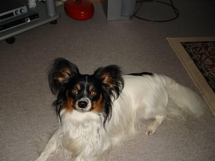 Papillon Rex - man kan jo blive træt efter en lang dag med leg med katten billede 8