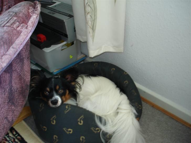 Papillon Rex - man kan sagtens være i sengen selv om den er lille billede 9