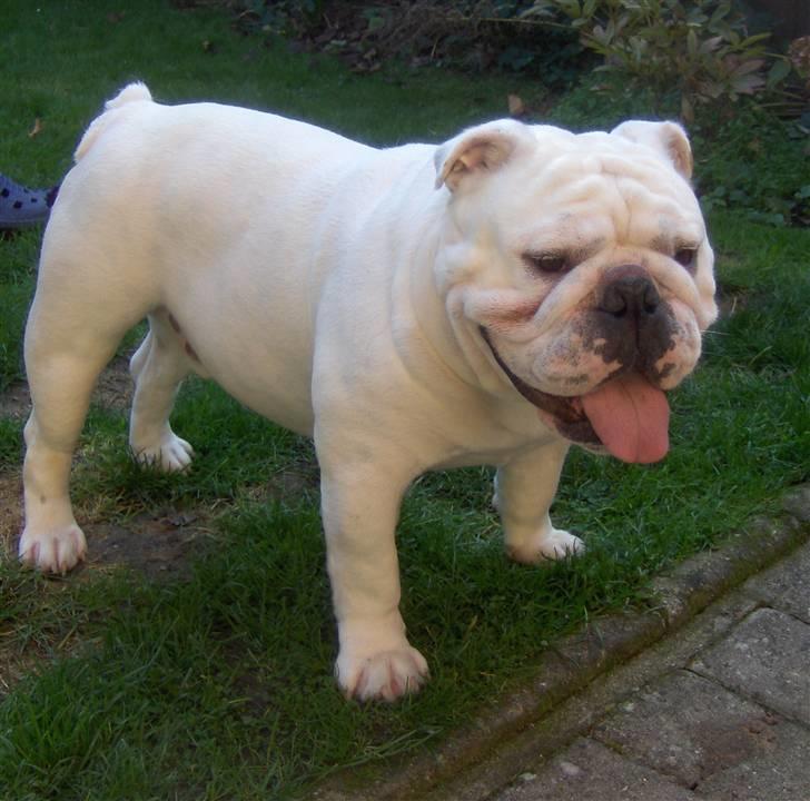 Engelsk bulldog Bacon - Bacon darling... billede 19