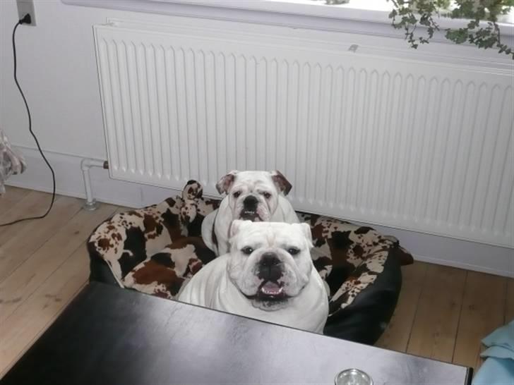 Engelsk bulldog Bacon - Hundebørnene... billede 20