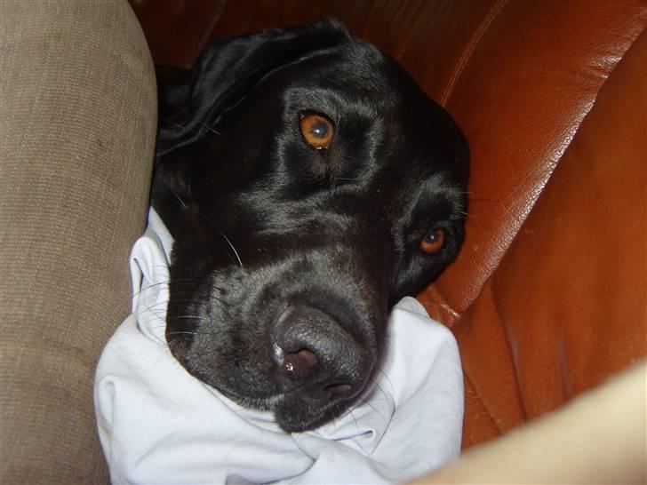 Blanding af racer Azza - Jeg er træt billede 12