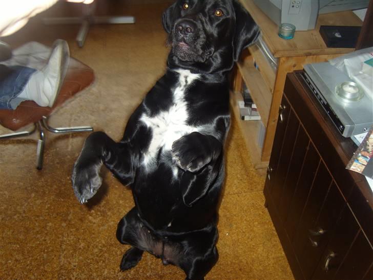 Blanding af racer Azza - Stå! tadaa? billede 19