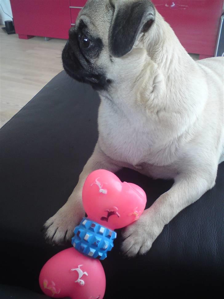 Mops Maggie billede 14