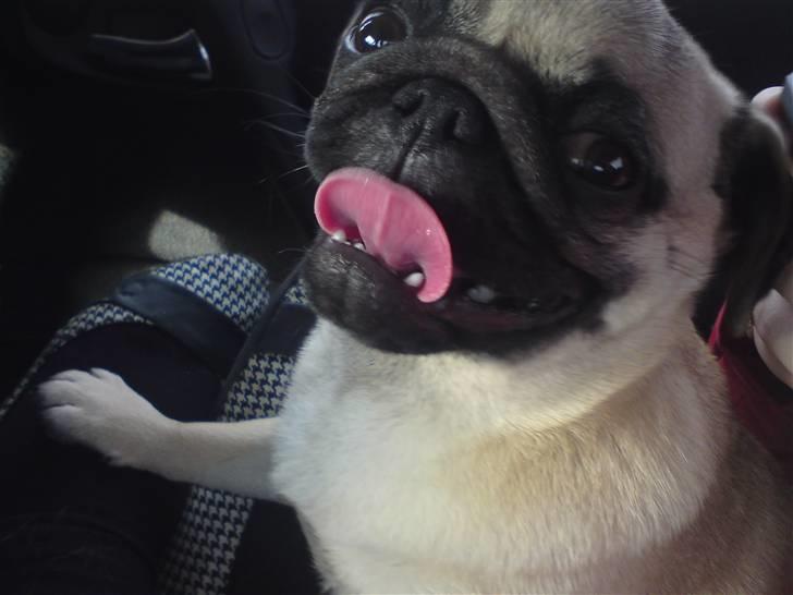 Mops Maggie billede 16