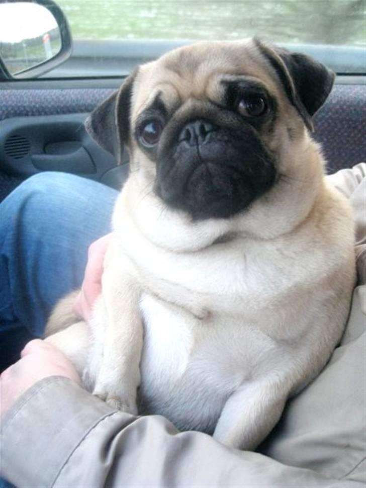 Mops Maggie billede 18