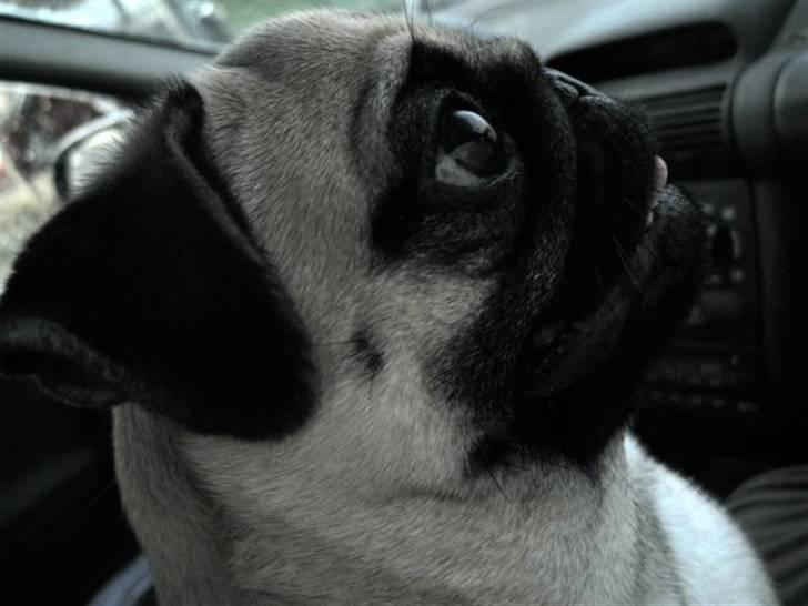 Mops Maggie billede 19