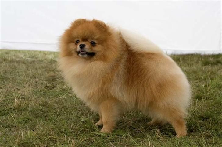 Pomeranian Roy - NUCH Englehundens Lille Lord Fontelroy(Roy) ble BIS3 og fikk tittelen Norsk Vinner 06. billede 1