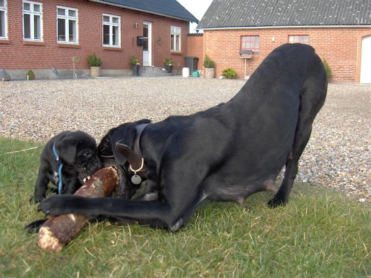 Labrador retriever flora<3 billede 19