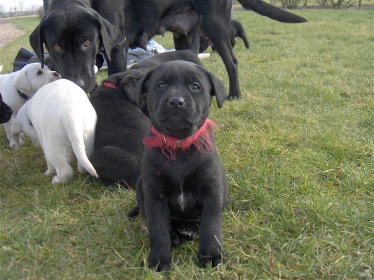 Labrador retriever flora<3 billede 20