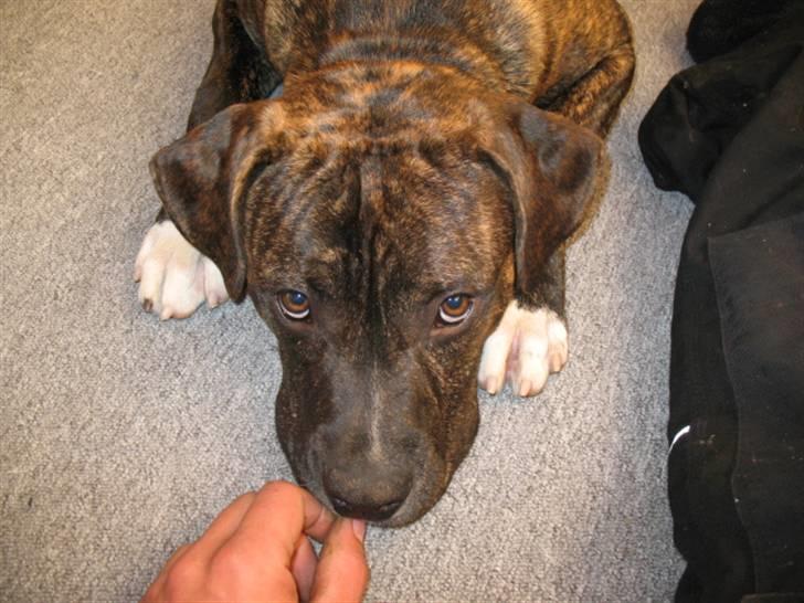 Amerikansk staffordshire terrier $--MILO--$ billede 1