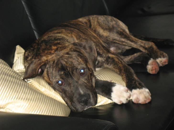 Amerikansk staffordshire terrier $--MILO--$ billede 2