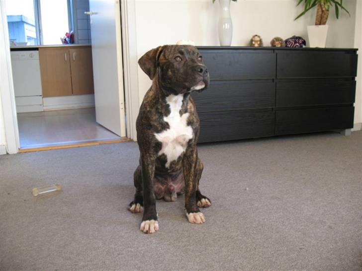 Amerikansk staffordshire terrier $--MILO--$ billede 3