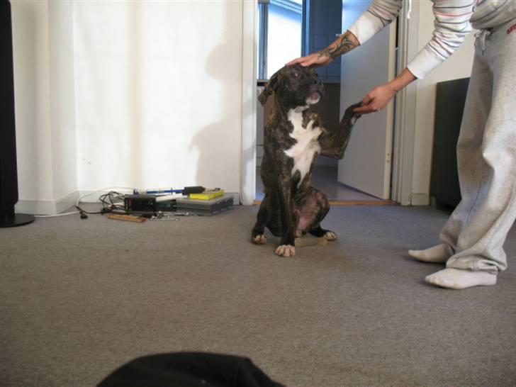 Amerikansk staffordshire terrier $--MILO--$ billede 4