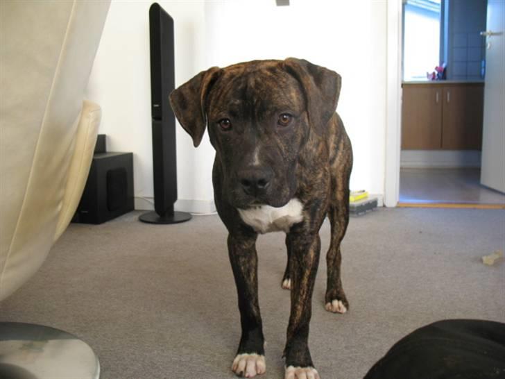 Amerikansk staffordshire terrier $--MILO--$ billede 5