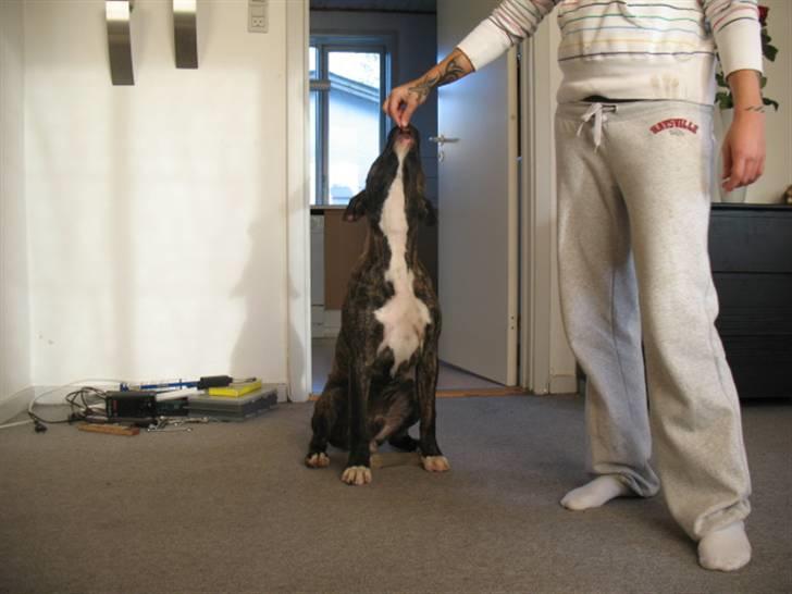 Amerikansk staffordshire terrier $--MILO--$ billede 6