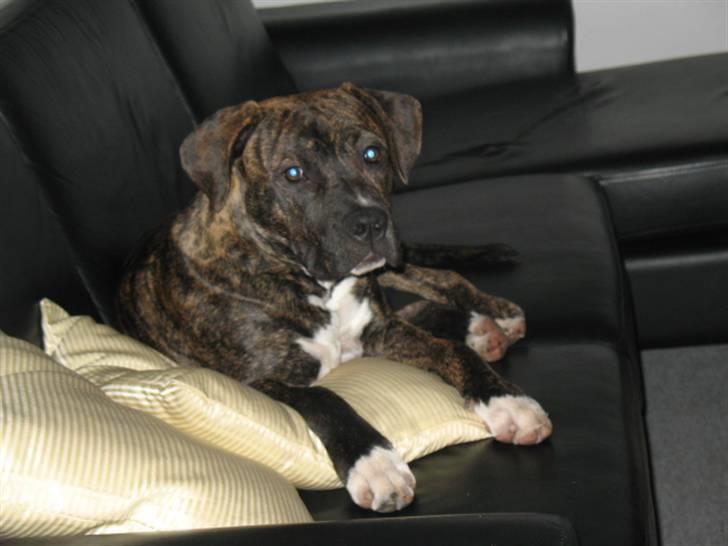 Amerikansk staffordshire terrier $--MILO--$ billede 7