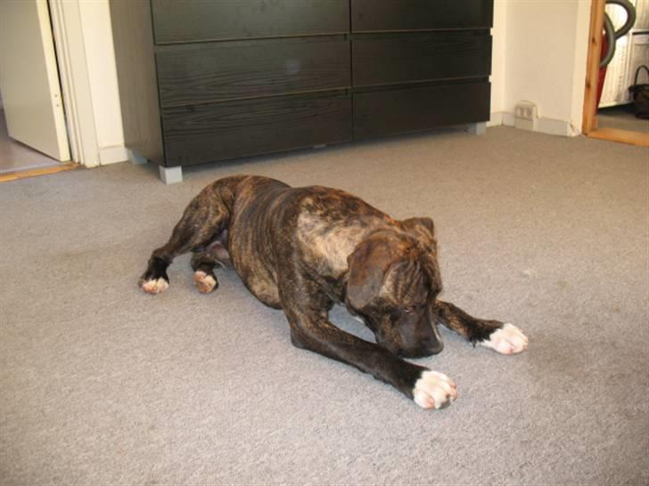 Amerikansk staffordshire terrier $--MILO--$ billede 8