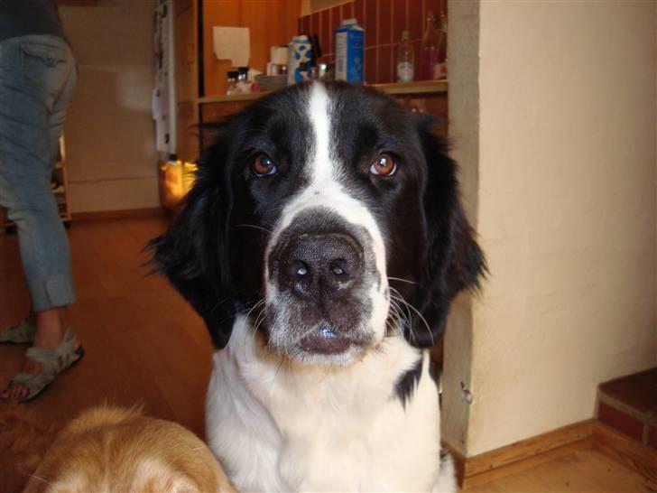 Landseer Bertha - sep. 08 billede 13