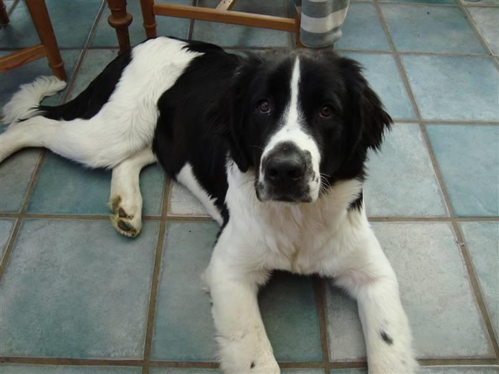 Landseer Bertha - 7 måneder er jeg nu... billede 14