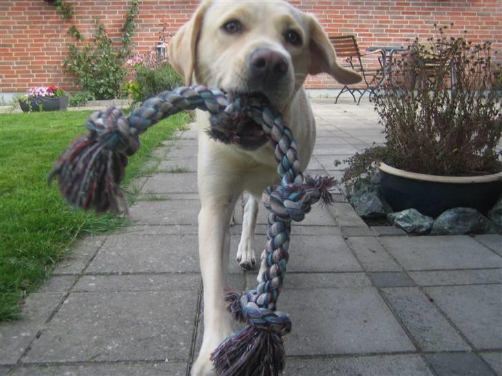 Labrador retriever Mille. - Er der nongle der vil lege med mig?? billede 8