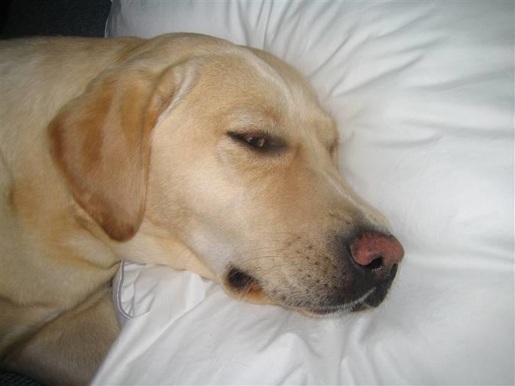 Labrador retriever Mille. - Når man bliver træt, er det godt at have en hovedpude...... billede 9
