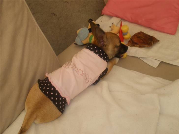 Chihuahua Mussie - Igang med at lege med sin elskede pluto :b billede 3
