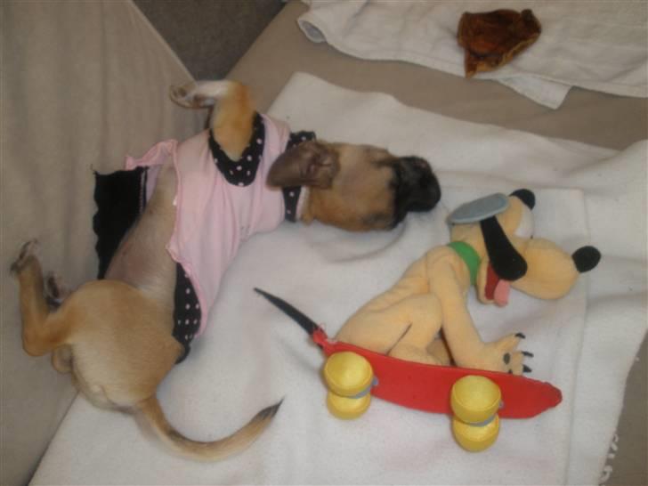 Chihuahua Mussie - Rulle . rooouf ..  billede 4