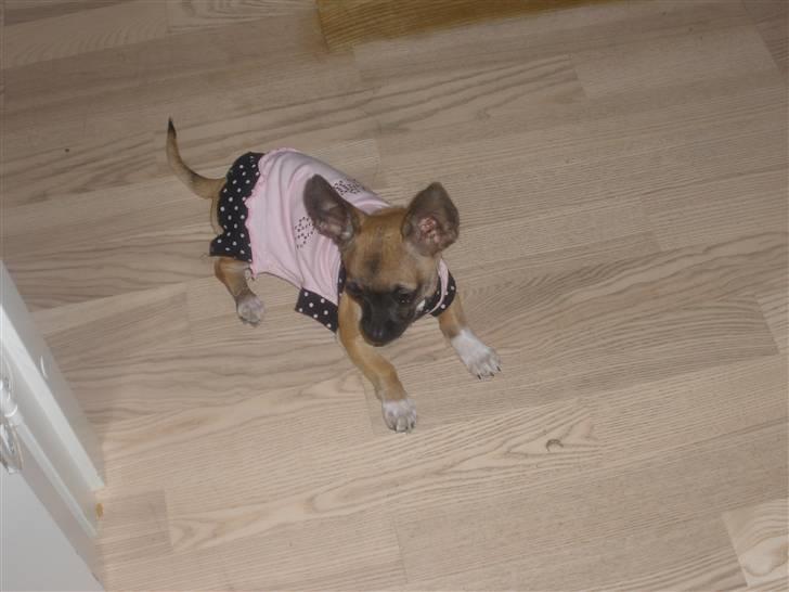 Chihuahua Mussie - Nu gider jeg ikke mere blive fotograferet :p billede 5