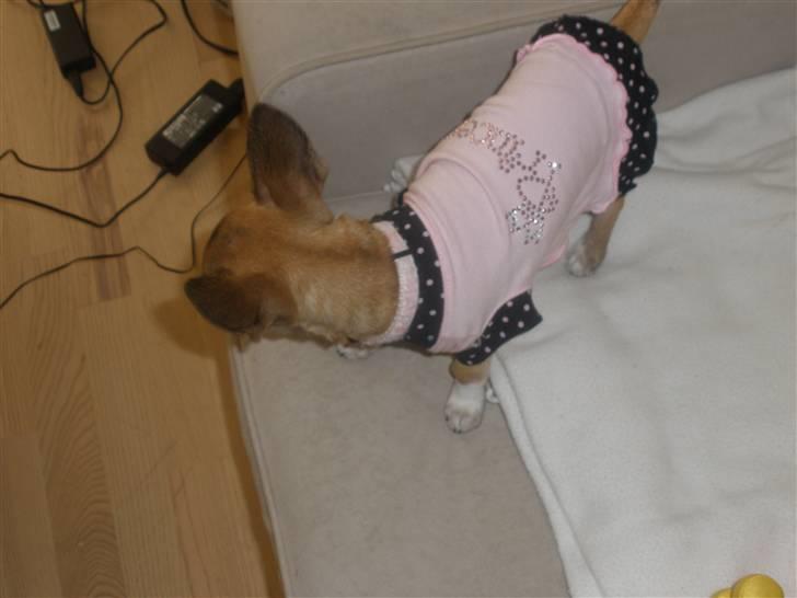 Chihuahua Mussie - Hov, :b billede 6