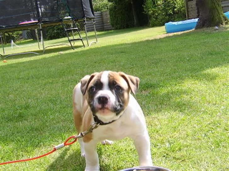 Amerikansk bulldog CadillacBulls " Tank " billede 3