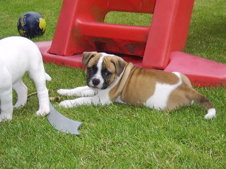 Amerikansk bulldog CadillacBulls " Tank " billede 4