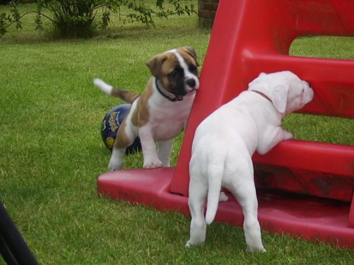 Amerikansk bulldog CadillacBulls " Tank " billede 5