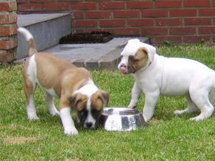 Amerikansk bulldog CadillacBulls " Tank " billede 6